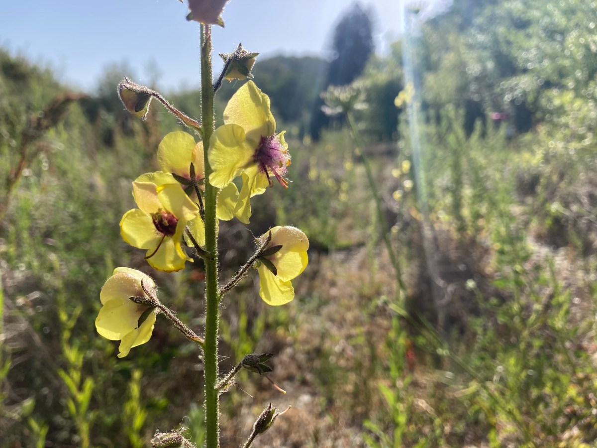 Blending Reiki with&nbsp;Nature